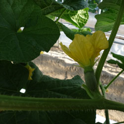 20120827-melon-3.jpg
